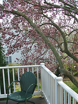 Spring while snuggled in the blossoms on the balcony at Currier House in Havre de Grace